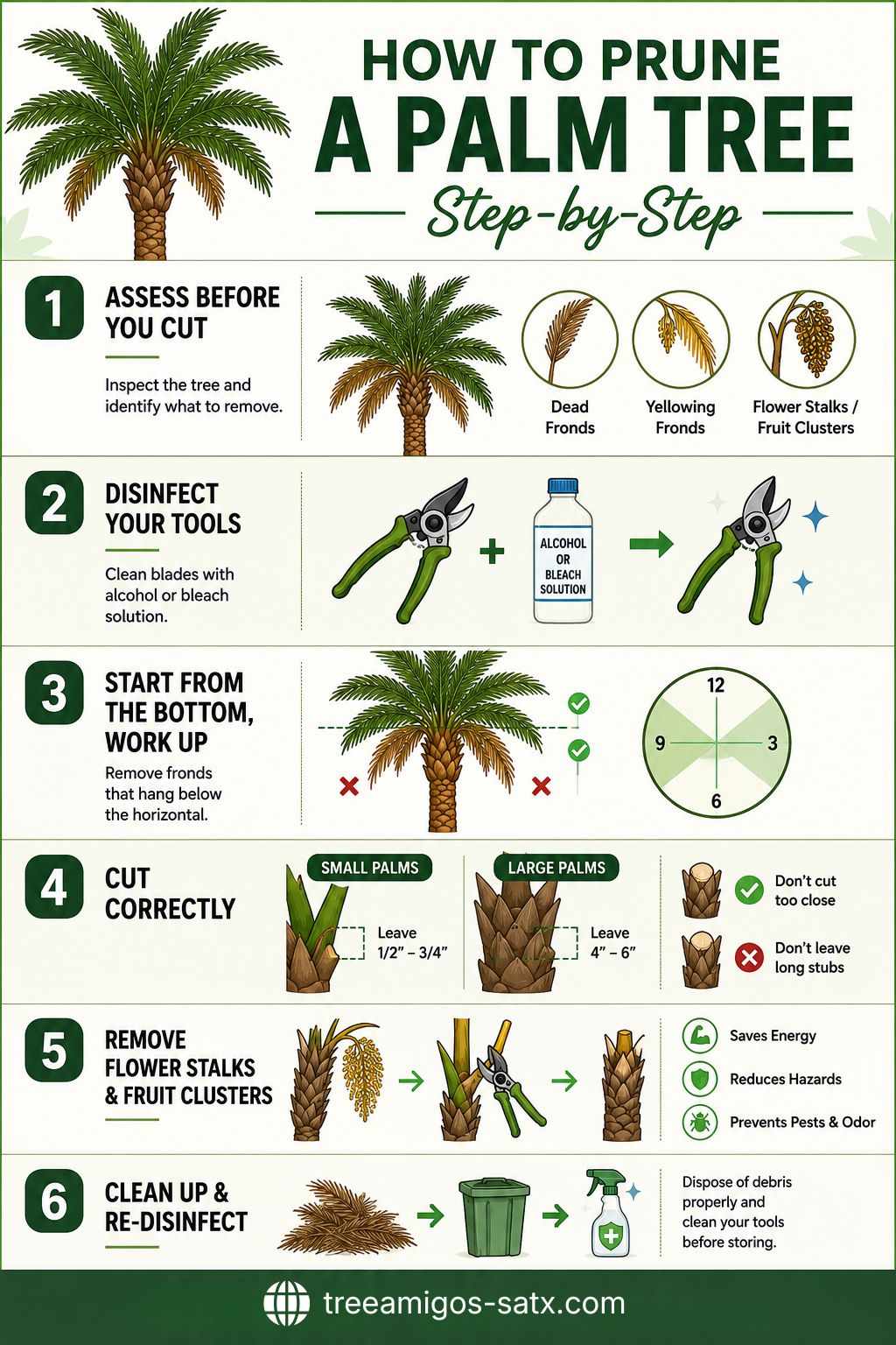 How to Prune Palm Trees Properly