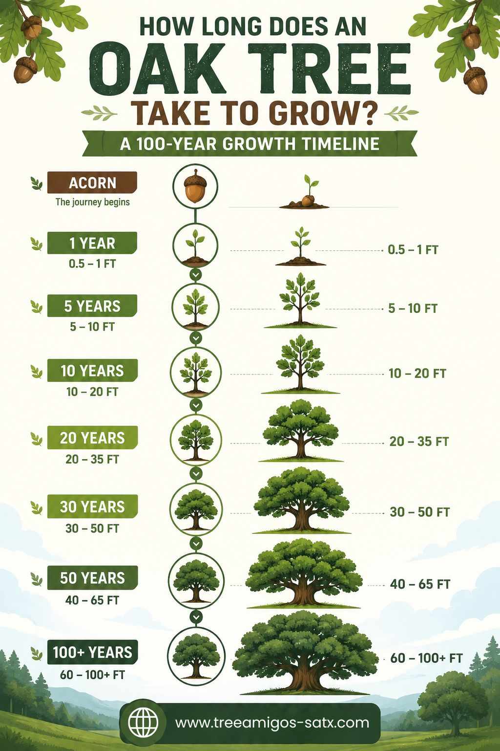 Oak Tree Growth Stages: From Acorn to Mighty Oak