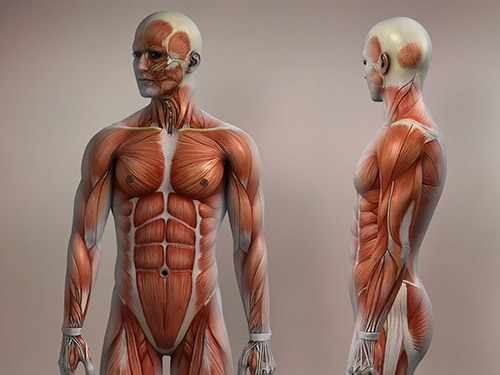 Unlock Your Future with an Accredited Musculoskeletal Sonography Course in NYC