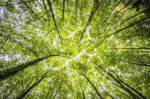 Is That Tree Dangerous? How to Spot Hazardous Trees Before It’s Too Late