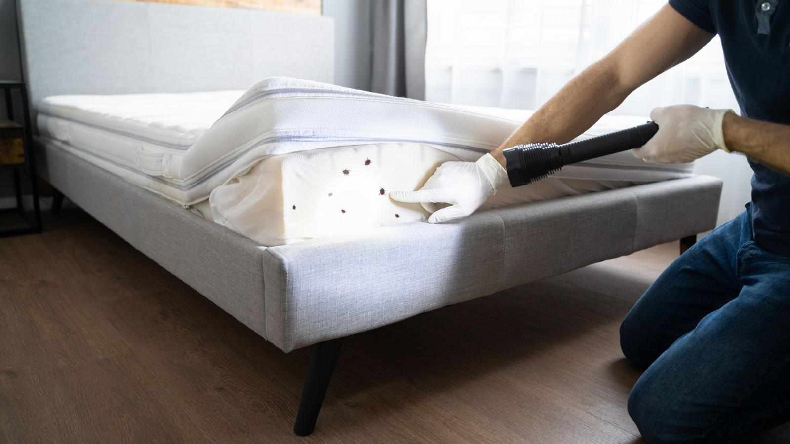 A Complete Guide to Identifying and Treating Bed Bug Infestations Effectively