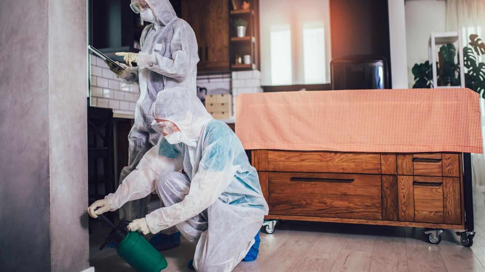 Understanding Affordable Pest Control Options for Safe and Effective Home Protection