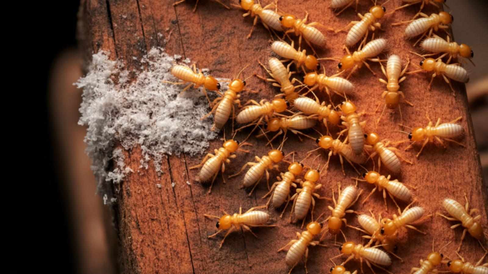 Why Best Termites Control Is Important for Maintaining Healthy Living Spaces