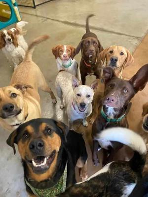 Chapter 31 | Animal Shelter