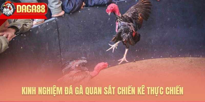 BÍ KÍP ĐÁ GÀ – ĐẤU TRƯỜNG ĐỈNH CAO CHO NGƯỜI CHƠI SÀNH ĐIỆU