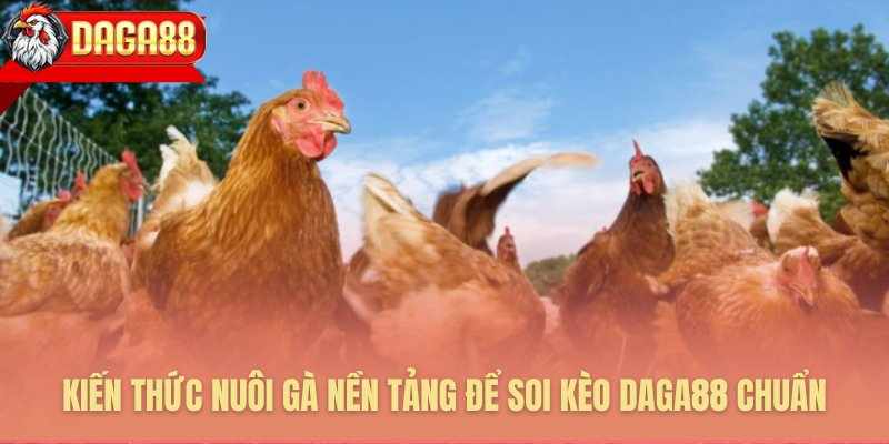 KIẾN THỨC NUÔI GÀ TỪ SƯ KÊ – SOI KÈO ĐÁ GÀ THẮNG LỚN