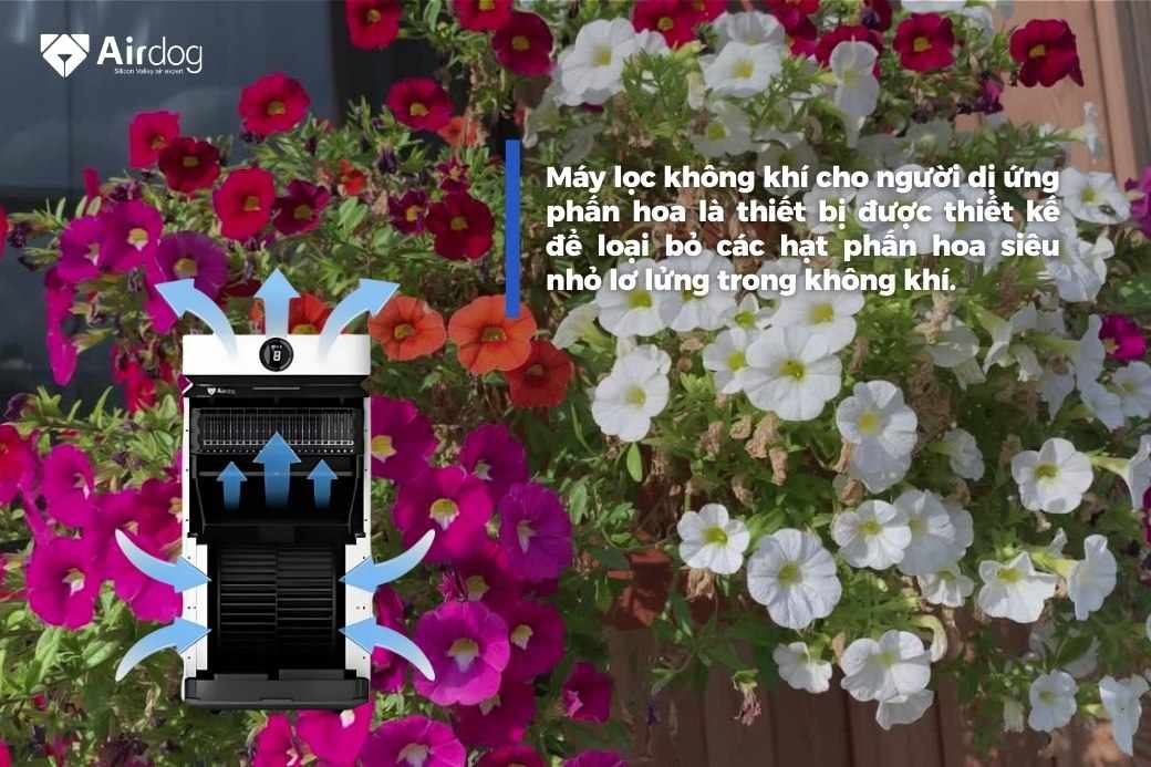 Máy lọc không khí cho người dị ứng phấn hoa