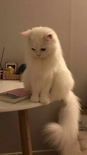 Prologue🐾💗🌼