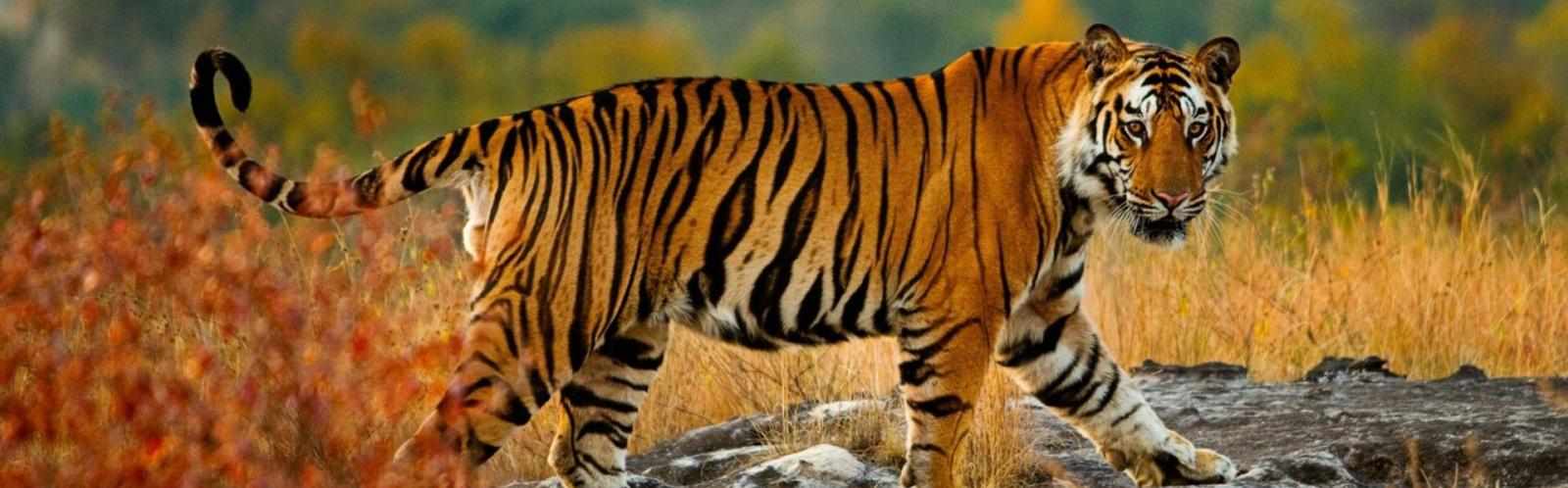 Kanha National Park: A Historic Sanctuary of Natural Splendor