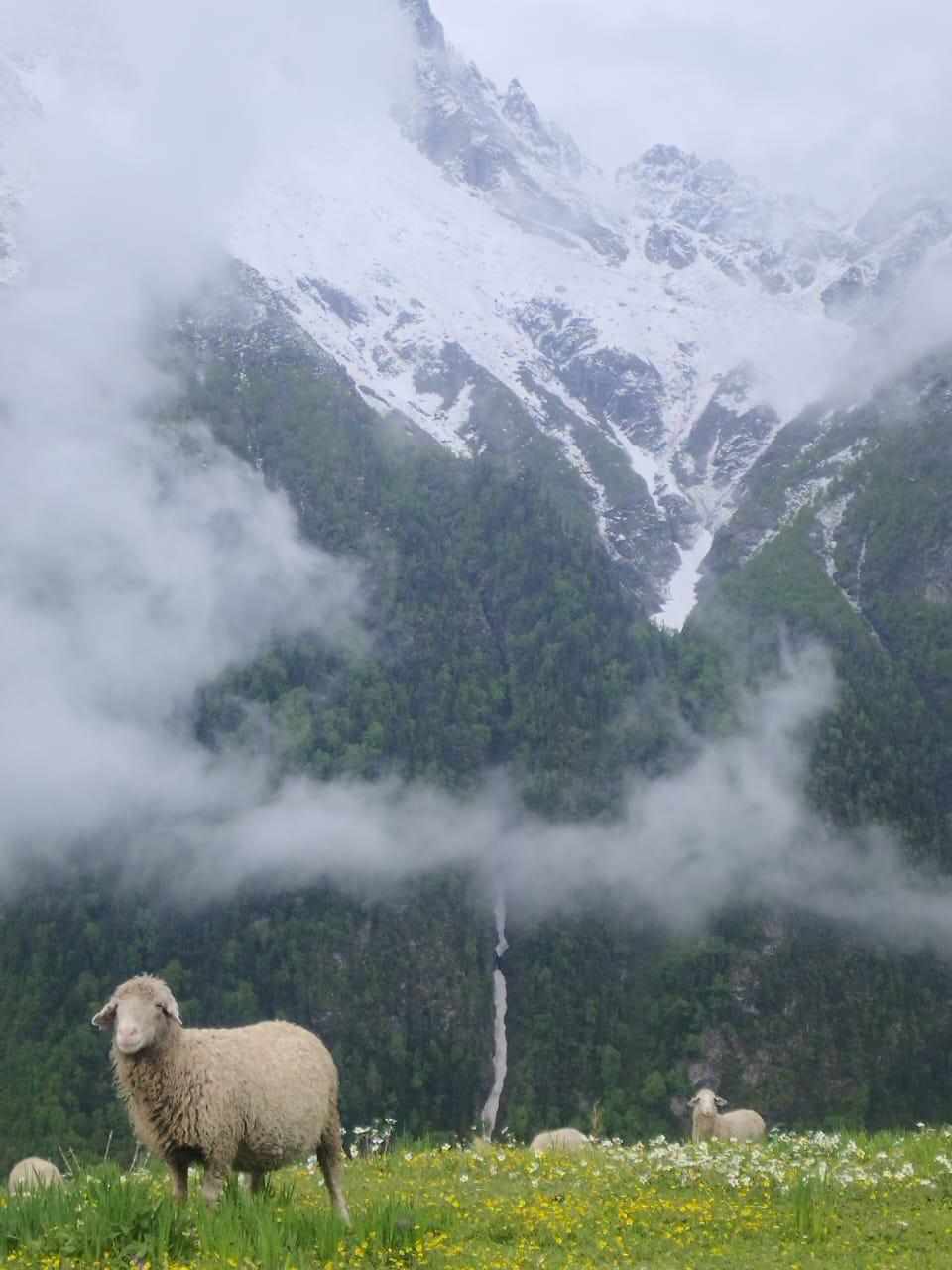 Buran Ghati Trek – A Complete Himalayan Adventure Through Nature’s Finest Landscapes
