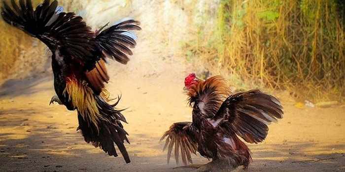 Đá gà Thomo DAGA – xu hướng giải trí hấp dẫn, kịch tính