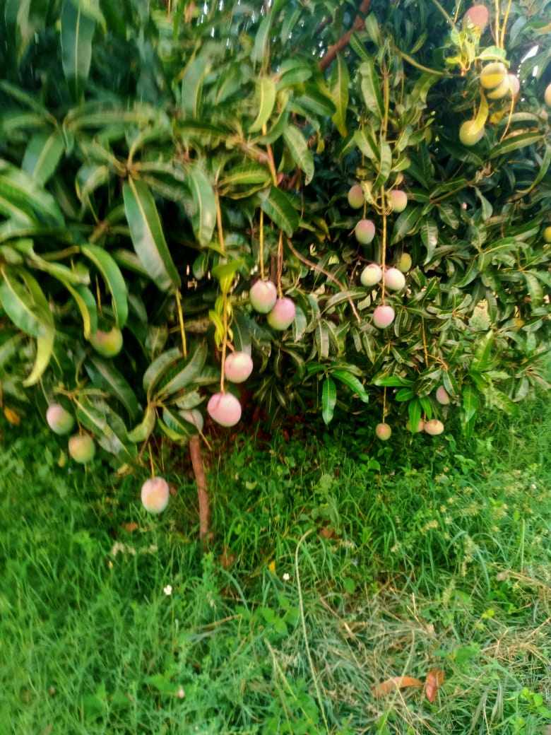 என் இனிய கானகமே