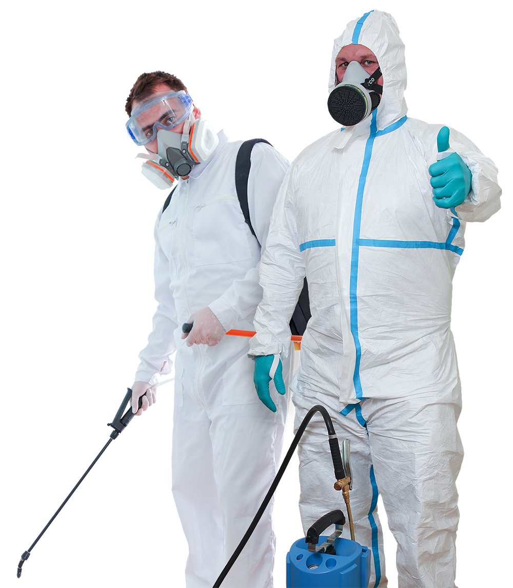 Termites Control Singapore | Top-pestcontrol.sg