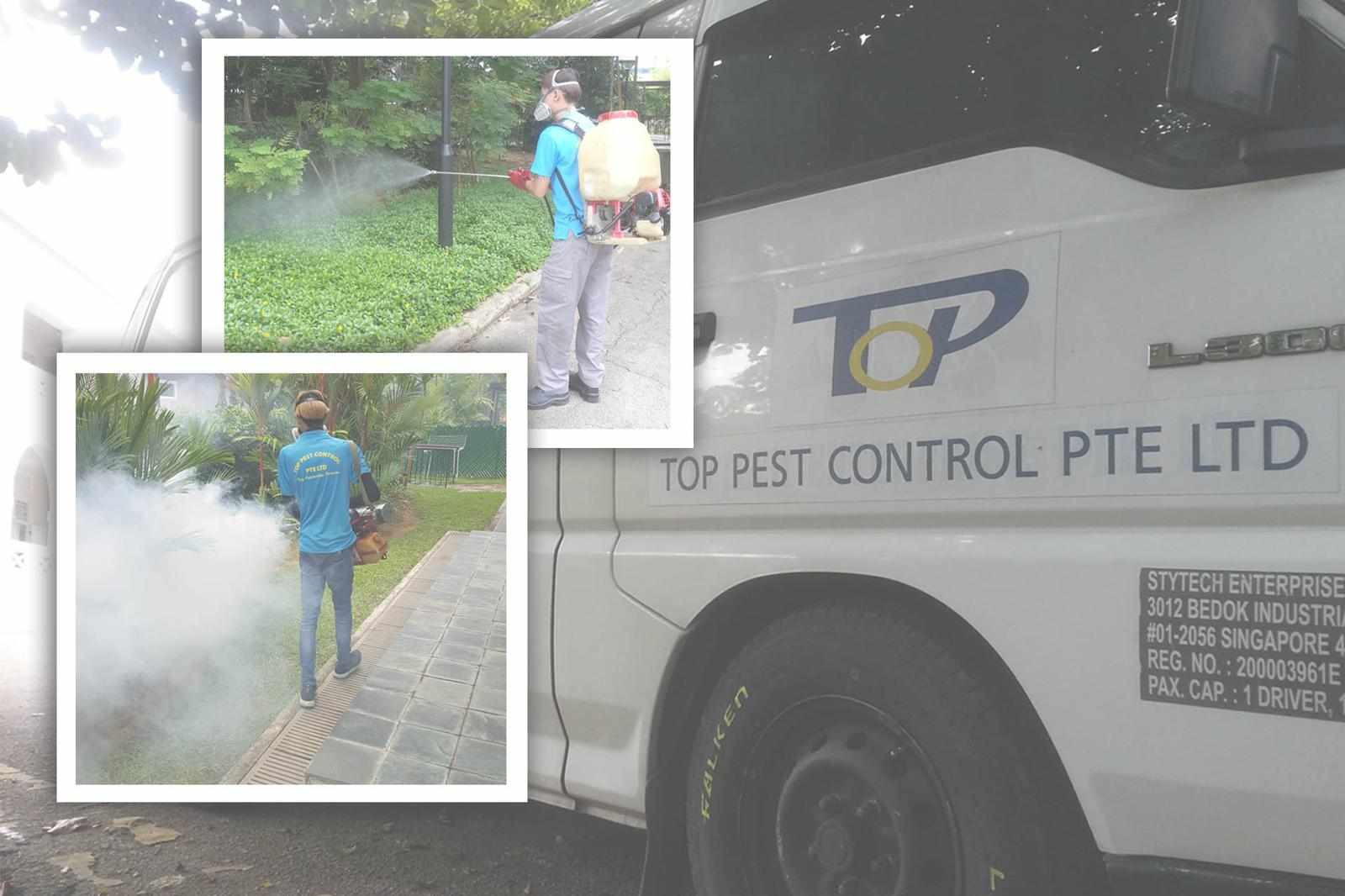 Affordable Pest Control in Singapore: Effective Solutions for Every Budget