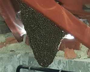 cockroach pest control in Singapore | Top-pestcontrol.sg