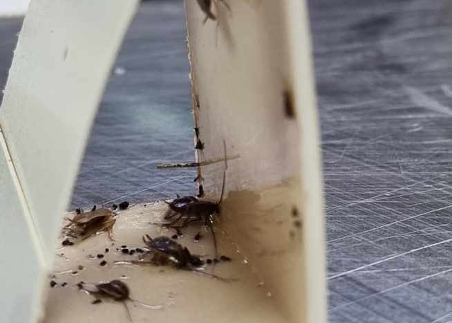 Cockroaches in Singapore: Understanding, Preventing, and Controlling the Infestation