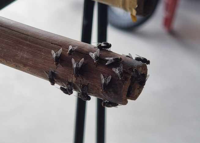 Effective Fly Control Solutions in Singapore: Ensuring a Pest Free Environment