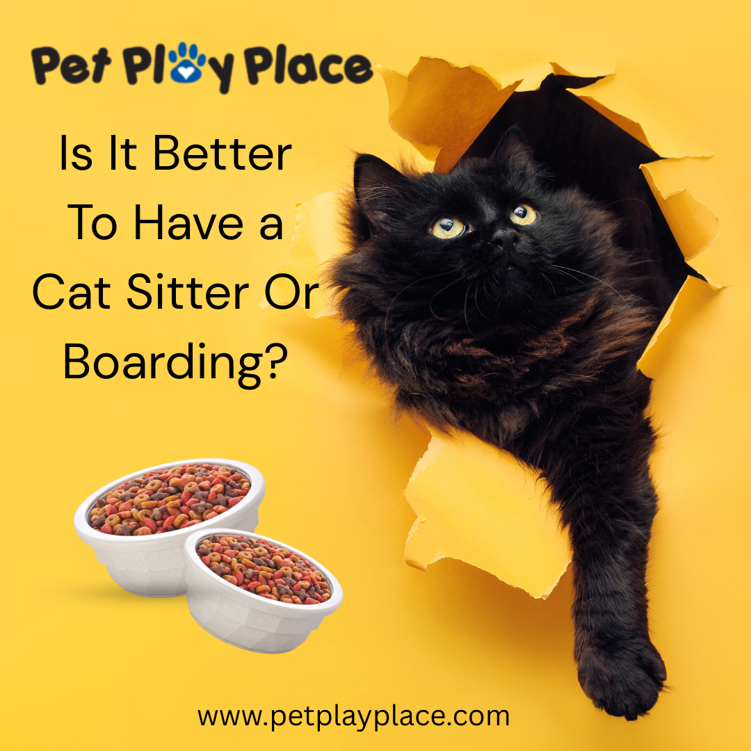 Is it better to have a cat sitter or boarding?