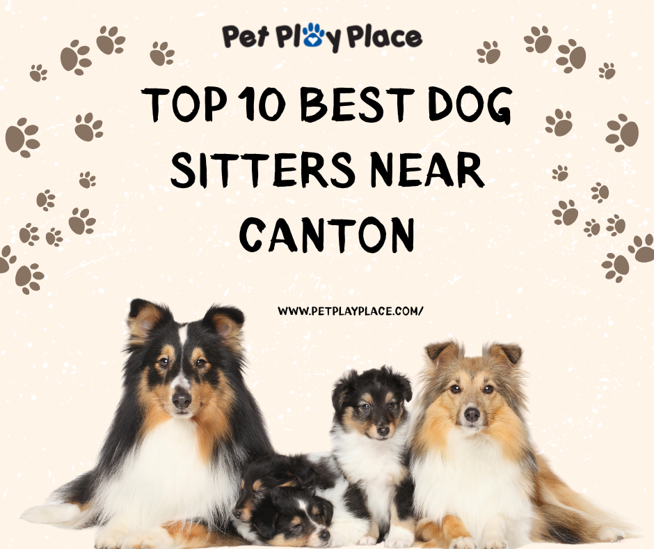 Top 10 Best Dog Sitters Near Canton