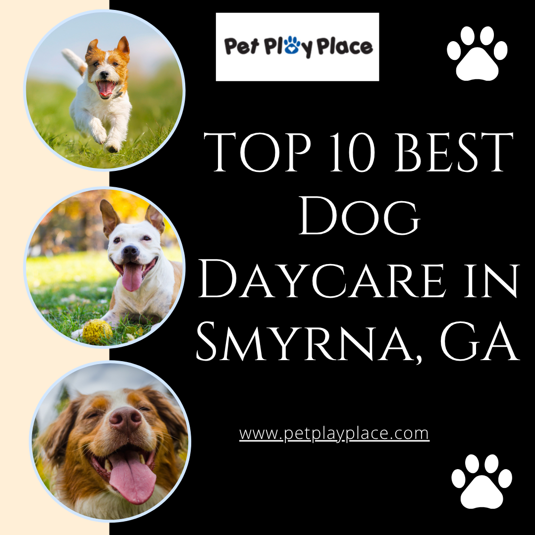 TOP 10 BEST Dog Daycare in Smyrna, GA