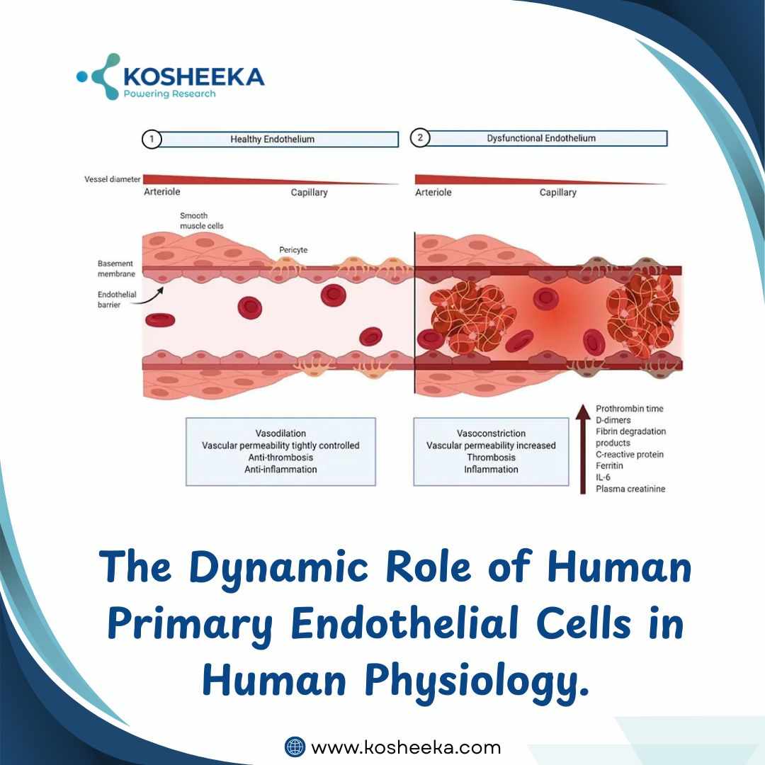 The Dynamic Role of Human Primary Endothelial Cells in Human Physiology
