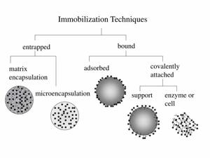 Live Cell Encapsulation Market Dynamics: An In-Depth Study of Trends and Developments