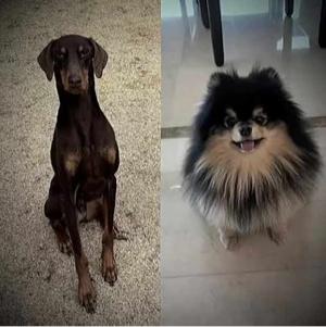 Meeting BamTan virtually for first time