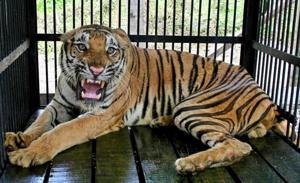 Royal bengal flowers❌ | royal Bengal tiger✅