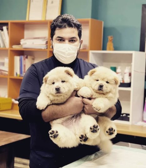 Mohammadreza Golmakany’s Approach to Handling Emergency Pet Situations