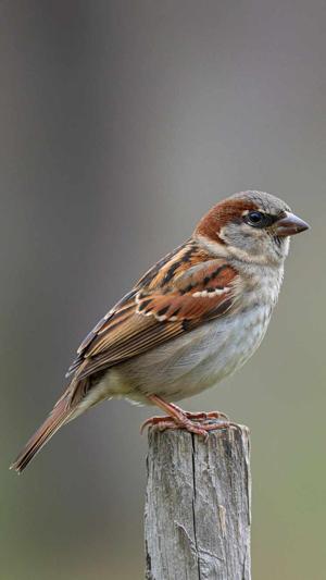 Chapter-4 Little Bird