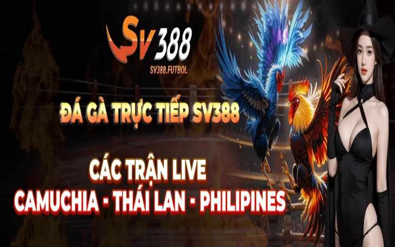 SV388 - NHÀ CÁI ĐÁ GÀ TRỰC TIẾP THOMO TỐT NHẤT VIỆT NAM