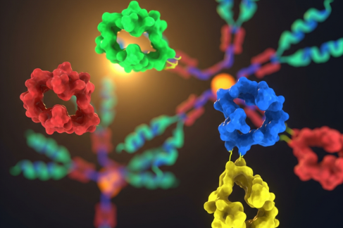 How to Choose the Right Secondary Antibody for Your Western Blot