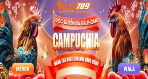 Đá Gà ALO789 – Sân Chơi Cá Cược Đá Gà Trực Tuyến Số 1 Việt Nam