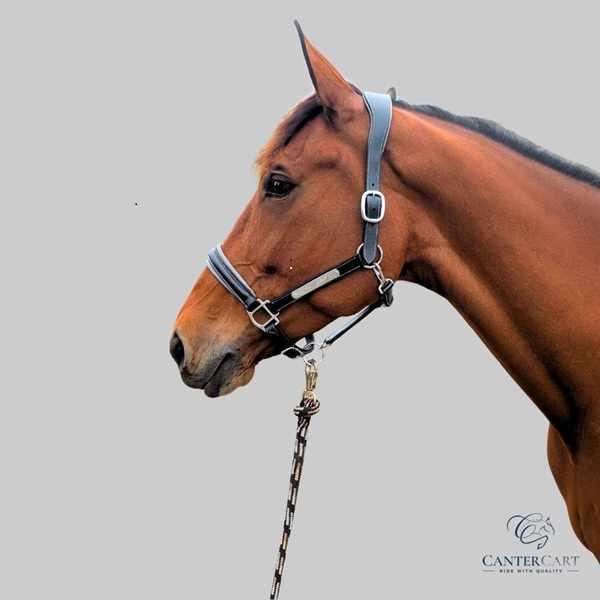 Shop Padded Leather Halter & Rhinestone Braiding Bands