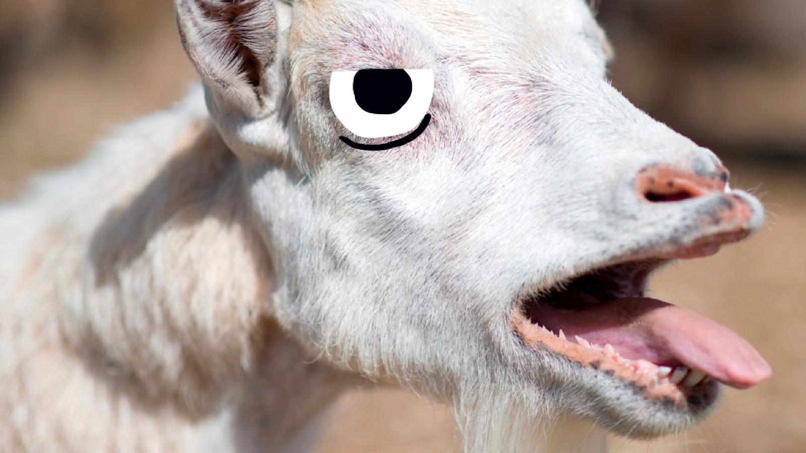 50 Animal Jokes to Help You Understand Nature