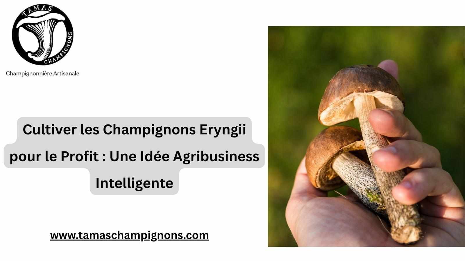 Cultiver les Champignons Eryngii pour le Profit : Une Idée Agribusiness Intelligente