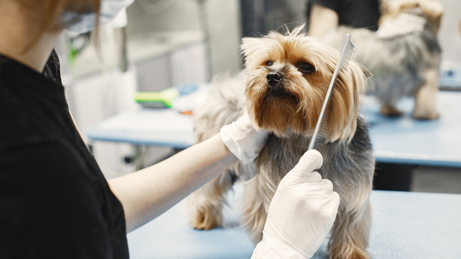 Pet Groomers in Houston: What You Need to Know Before Booking