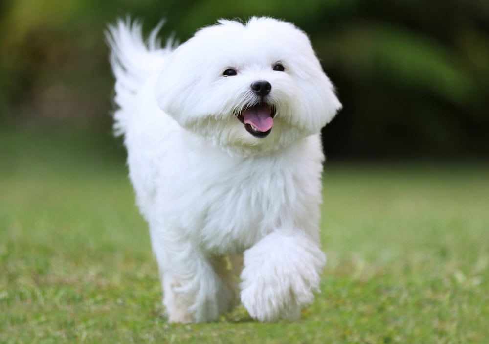 Low-Maintenance Dogs That Are Great with Kids