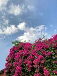 Noor