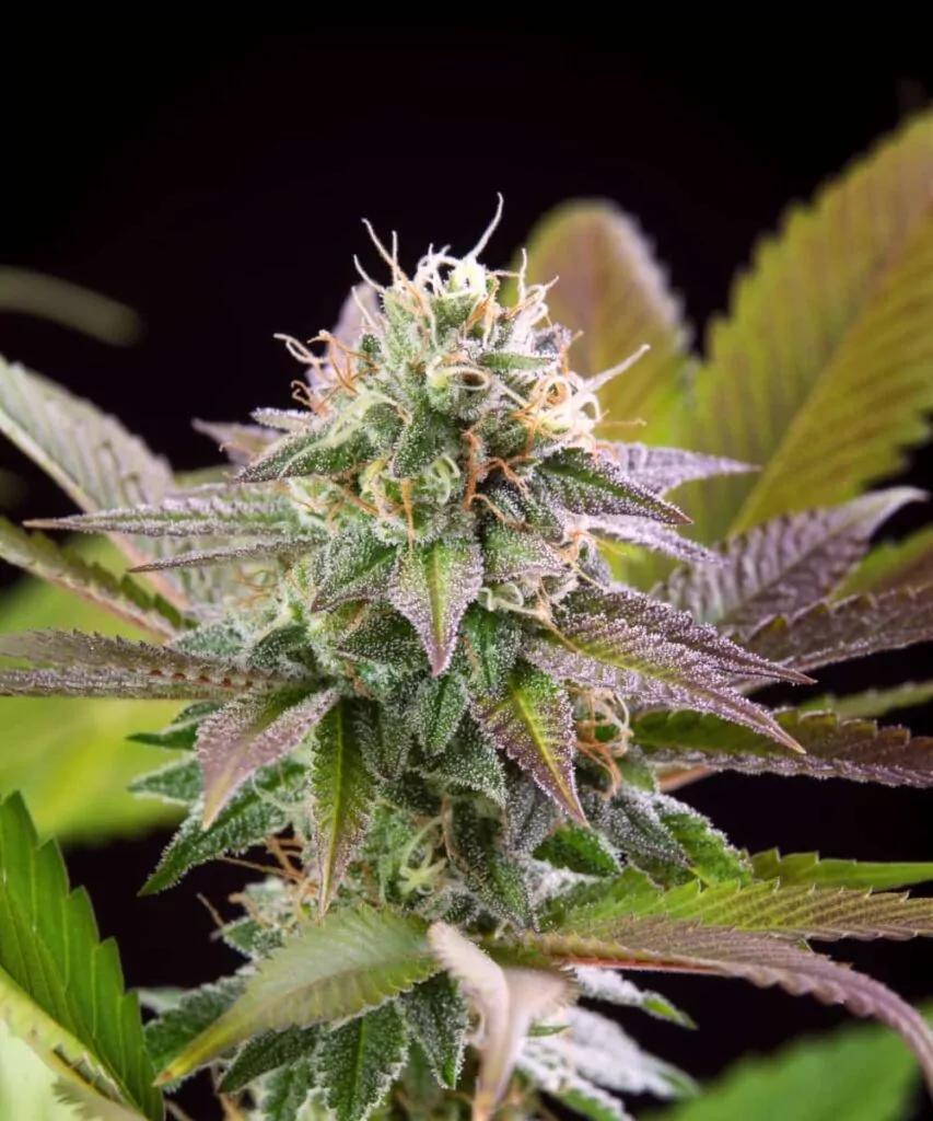 Pink Runtz: A Sweet and Potent Cannabis Sensation