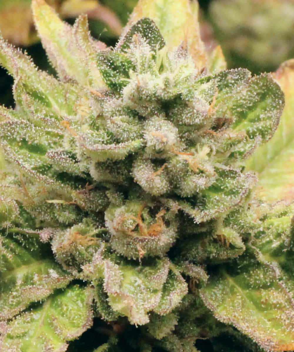 Weed Seeds: The Complete Guide for Growers