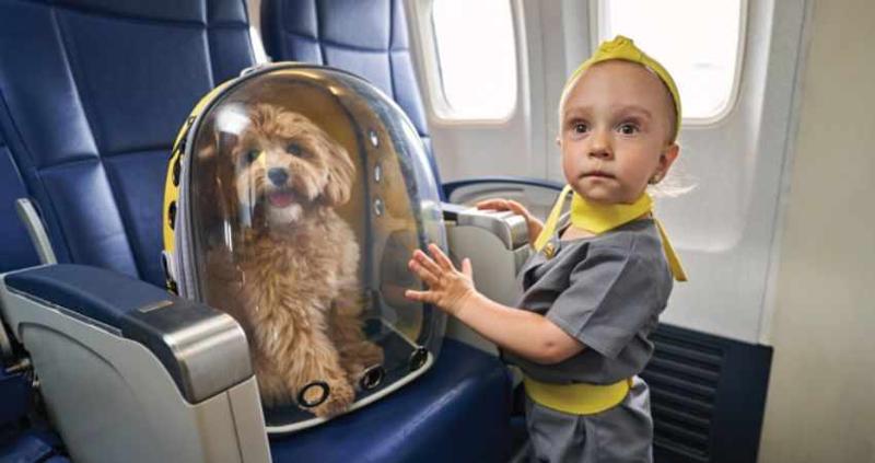 Aeromexico Pet policy