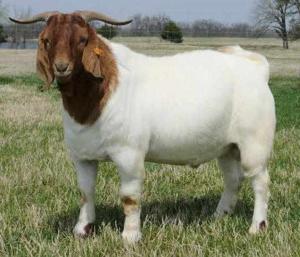 My First Time With A Goat🐐
