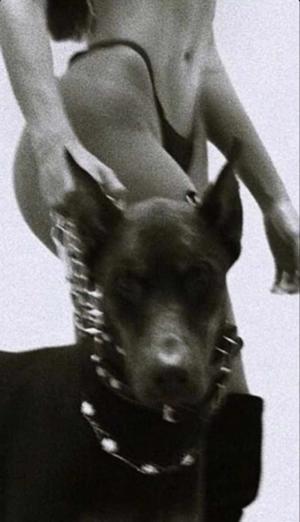 My Dog Experience…