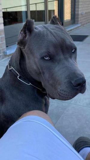 “Ohh Blacky, my sweet dog fuck me, fuck your mom dear son, aaaahhhh"🔞🍑💦🐕‍🦺