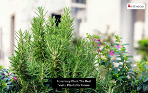 Rosemary Plant: The Best Vastu Plants for Home