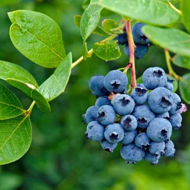 India’s Exotic Berry Boom: Redefining Farming with Strawberries, Raspberries & Modern Infrastructure