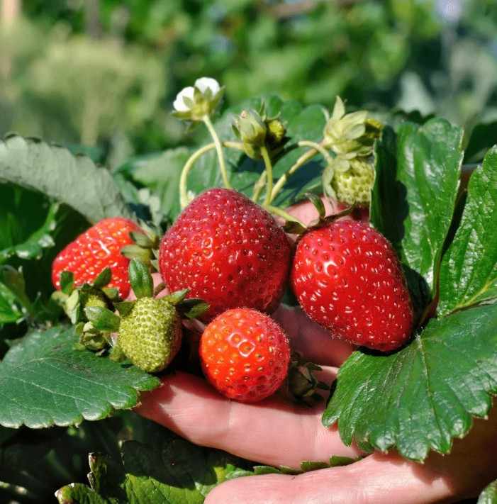 The Berry Revolution: Modern Farming Changing the Face of Indian Agriculture