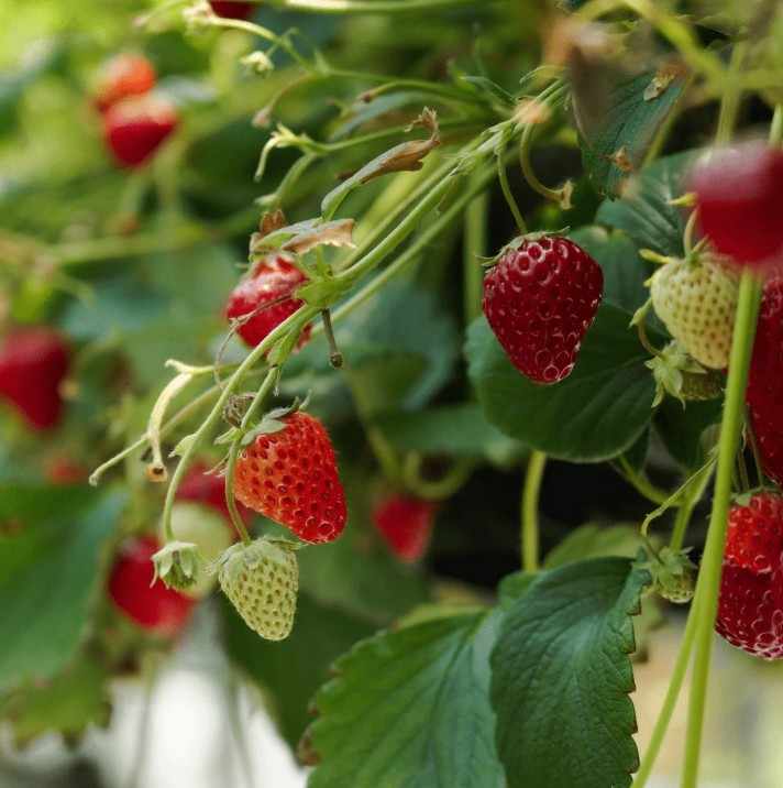 Fruit Farming in India: The Next Big Agricultural Revolution