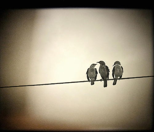 Three Little Birds